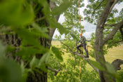 Arboristika